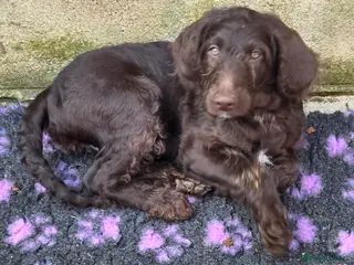 Goldendoodle dogs YORKSHIRE LAD AND LASSES - Advert 13