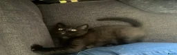 Scottish Fold cats for sale: Last boy needs loving home  - Advert 5
