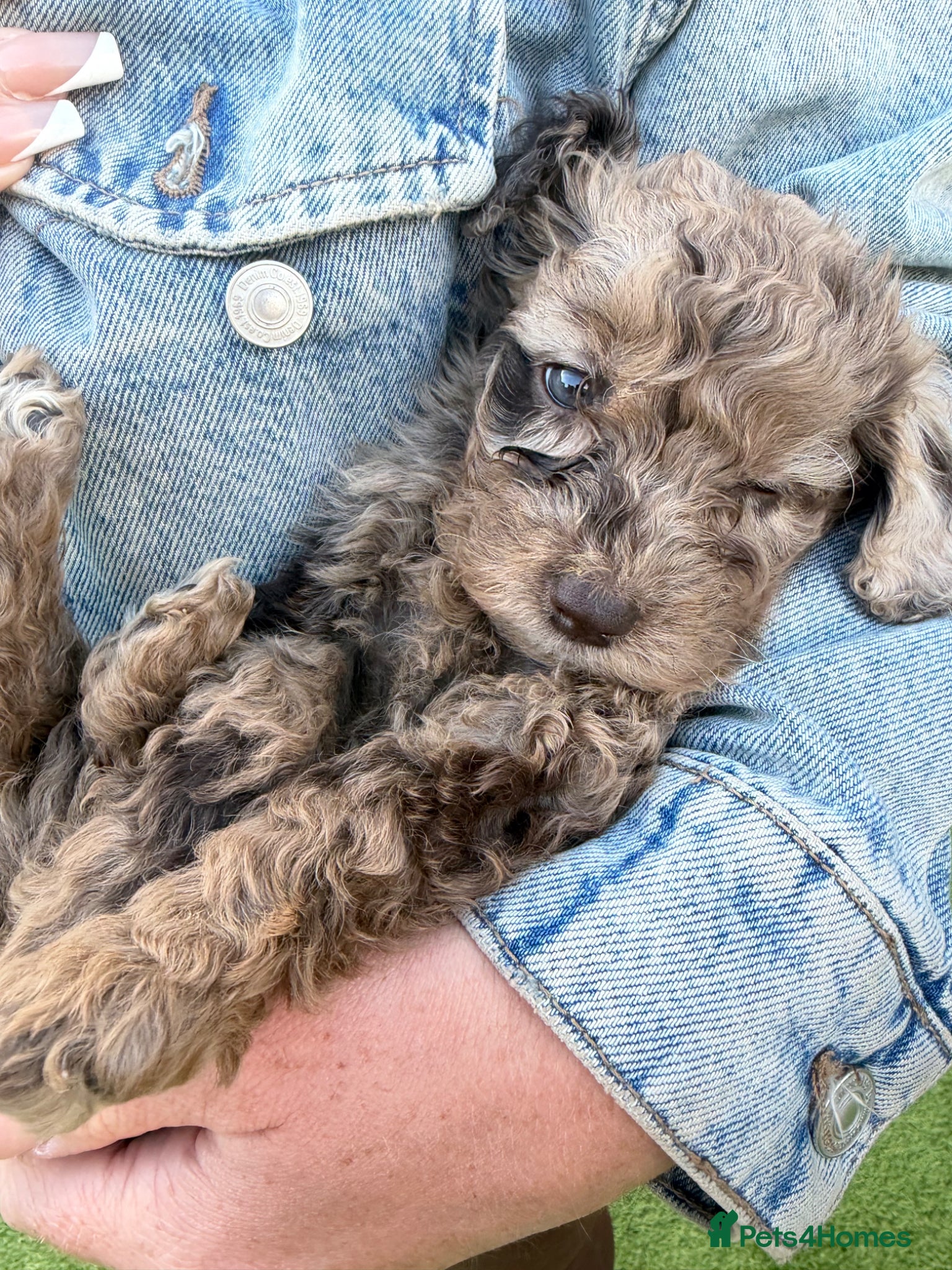 Cockapoo dogs Gorgeous Miniature Cockapoo Puppies 🐾 - Advert 1