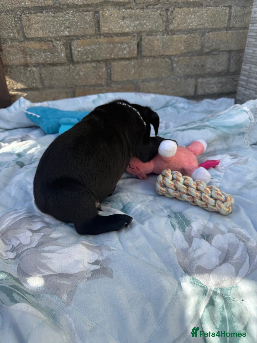 Labrador Retriever dogs for sale: Stunning black Labrador puppies  - Image 8