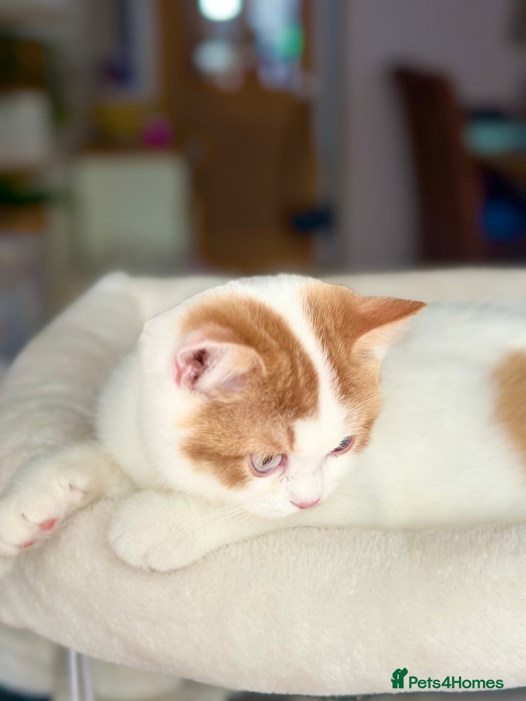 British Longhair cats for sale: Champion line PEDIGREE BLH/BSH kittens 🩵🩷💙 - Image 8