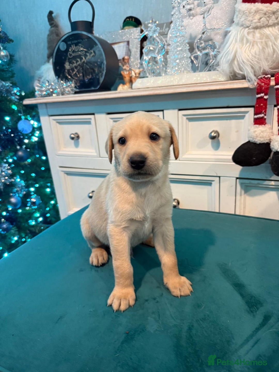 Labrador Retriever dogs for sale: KC Registered Labrador Retriever Puppies  - Advert 11