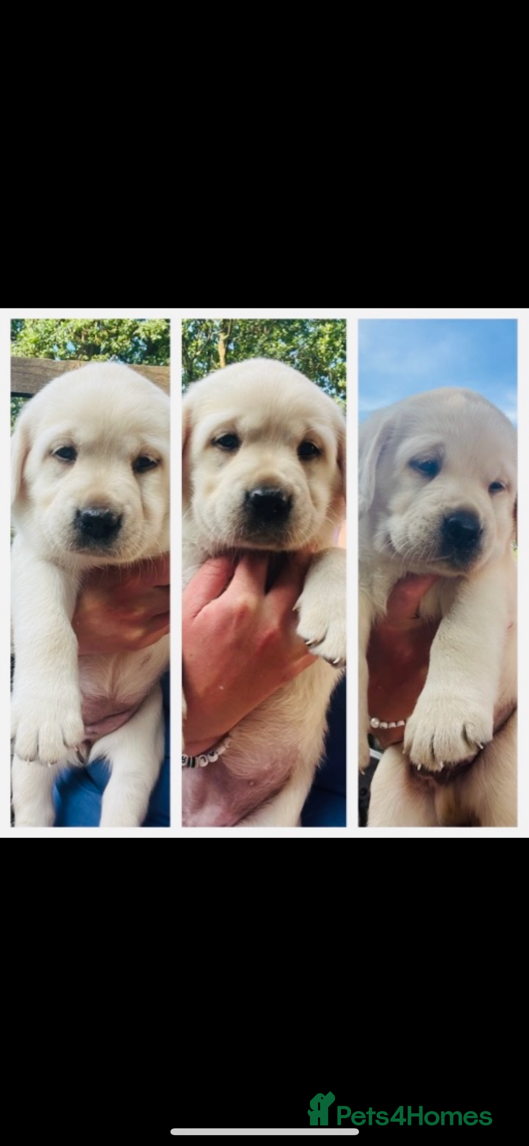 Labrador Retriever dogs for sale: Exceptional quality  - Image 6