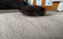 Persian cats for sale: Persian X Domestic kittens - Advert 2