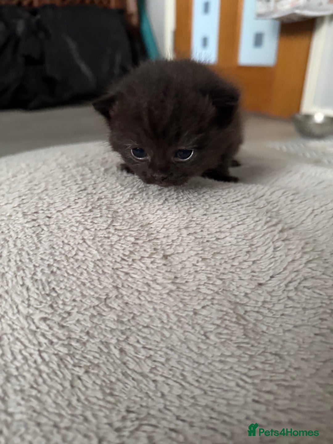 Persian cats for sale: Persian X Domestic kittens - Advert 2