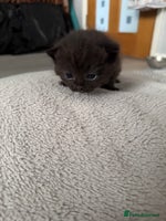 Persian cats Persian X Domestic kittens - Advert 2