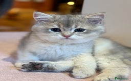 British Shorthair cats for sale: Ready now golden BSH - Image 11