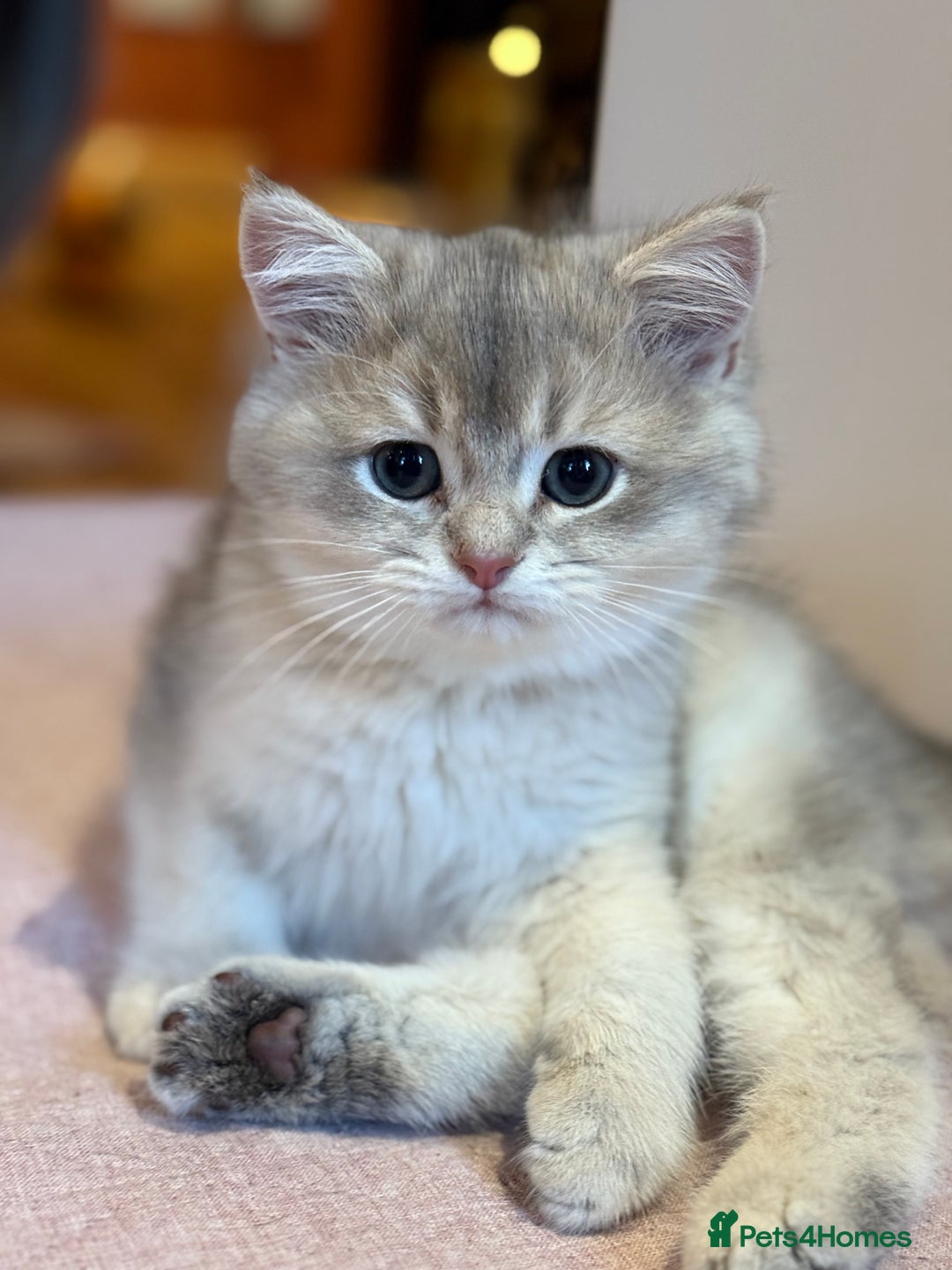 British Shorthair cats for sale: Ready now golden BSH - Image 11