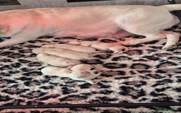 Labrador Retriever dogs for sale: Chunky Yellow puppies arrived 29th October. - Image 1