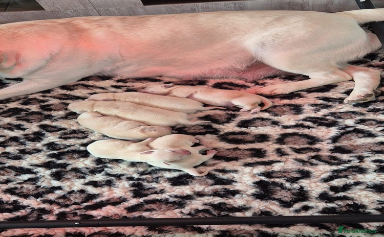 Labrador Retriever dogs - Advert 3