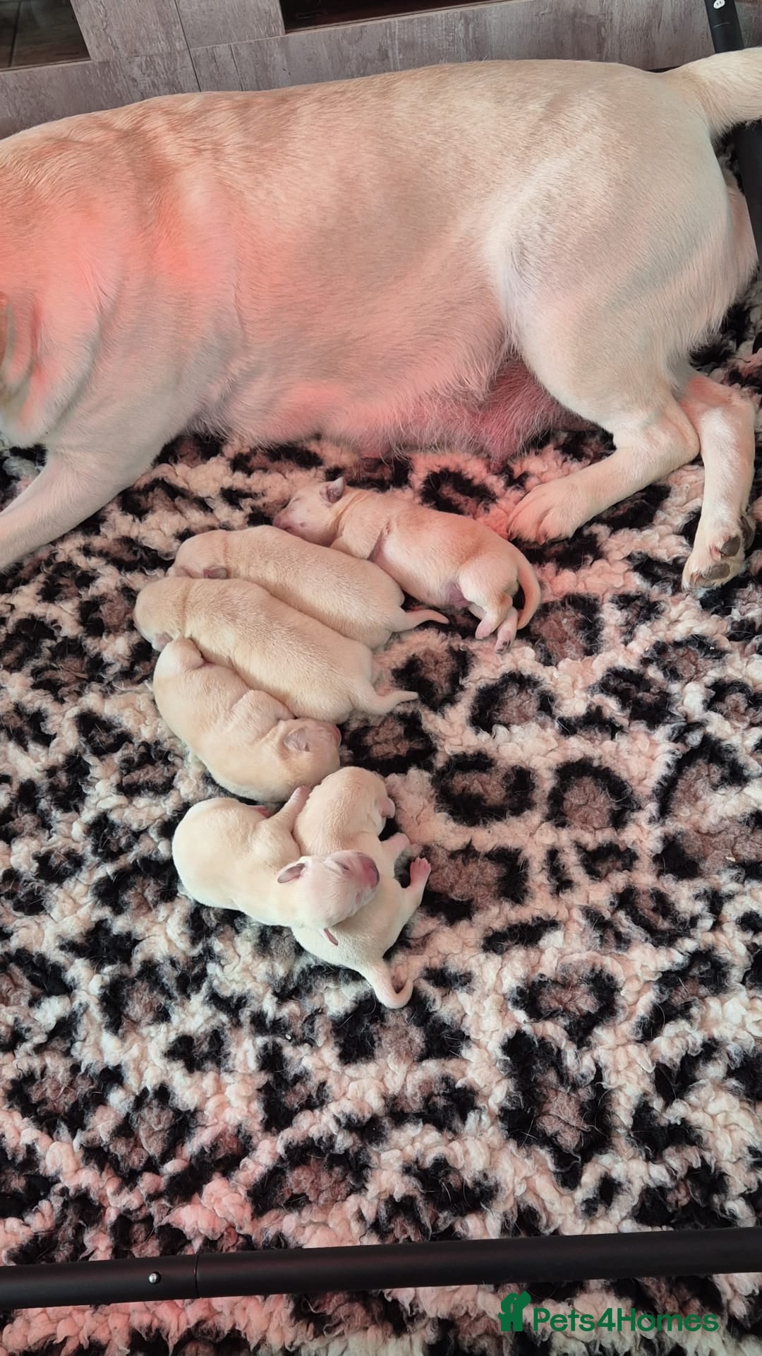 Labrador Retriever dogs for sale: Chunky Yellow puppies arrived 29th October. - Image 1