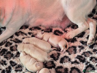 Labrador Retriever dogs - Advert 2