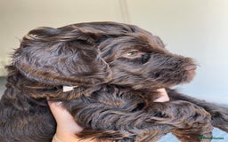 Schnoodle dogs for sale: F1 mega coated mini cross Schnoodles - Image 4