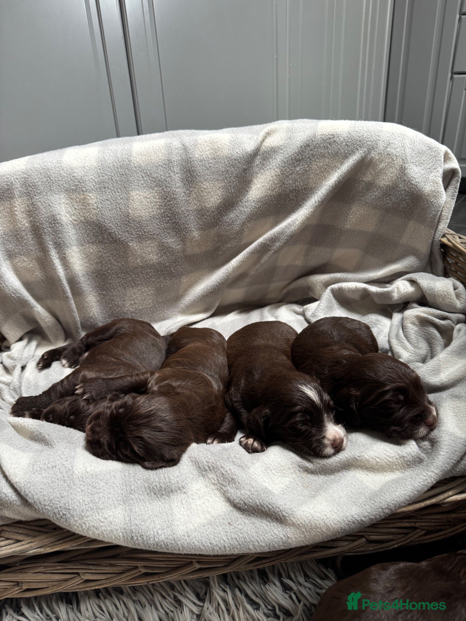 Sprocker dogs Beautiful Sprocker Spaniel Puppies Working Lines - Advert 16