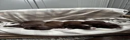 Sprocker dogs for sale: Sprocker puppies  in Dalry - Advert 5