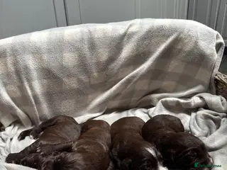 Sprocker dogs Beautiful Sprocker Spaniel Puppies Working Lines - Advert 2