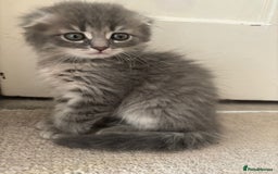 Mixed Breed cats for sale: 5 kittens - Image 7