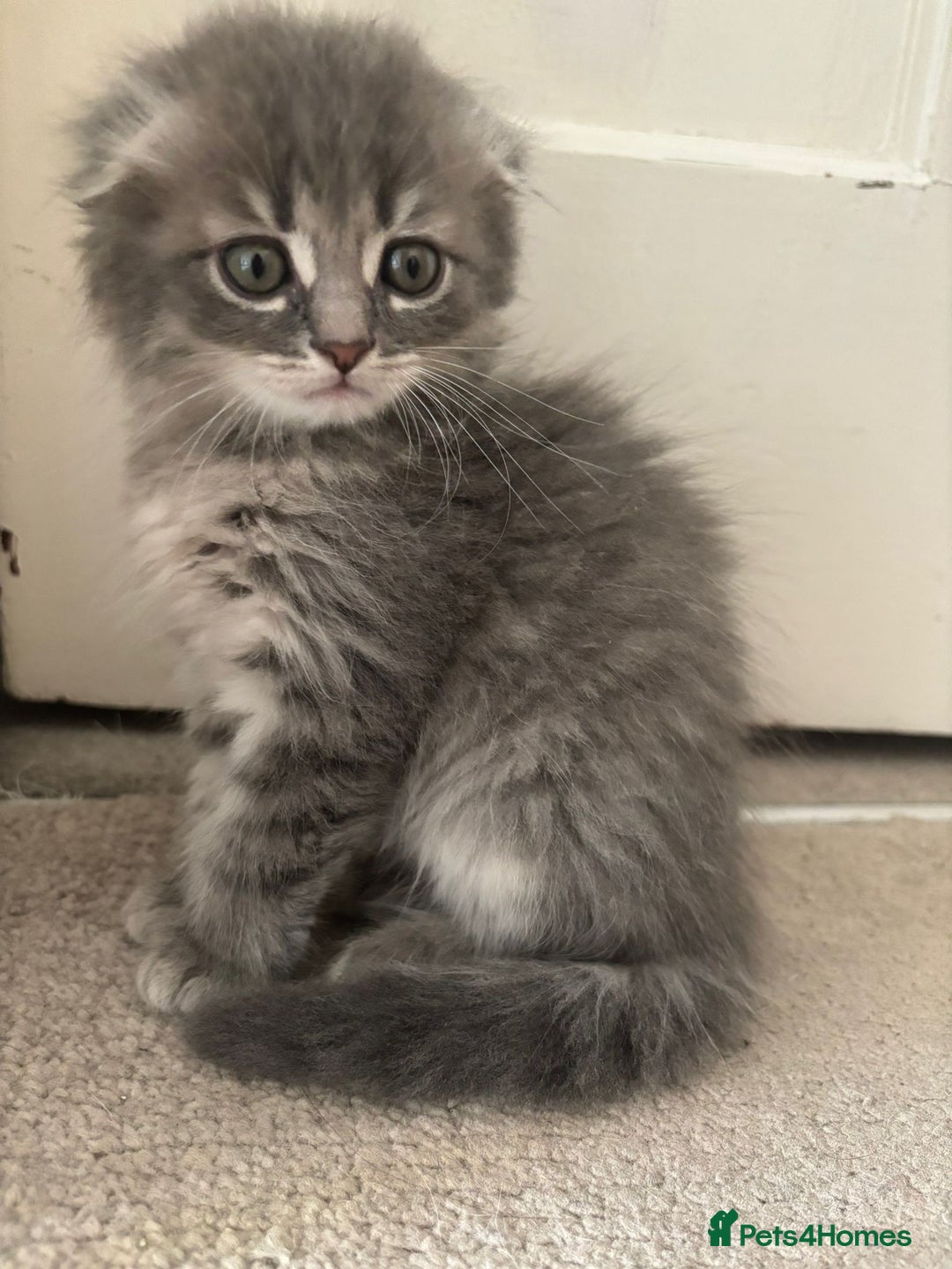 Mixed Breed cats for sale: 5 kittens - Image 7