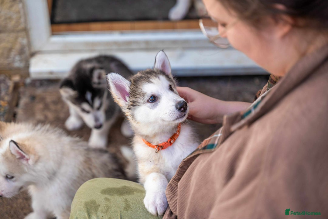 Mixed Breed dogs for sale: Fully vaccinated husky/Malamute Puppies. 3 Left  - Image 24
