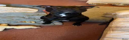 Staffordshire Bull Terrier dogs for sale: Rocky  in Catterick Garrison - Advert 2