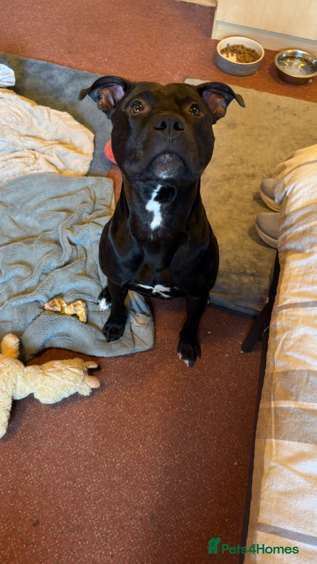 Staffordshire Bull Terrier dogs for sale: Rocky  in Catterick Garrison - Advert 2