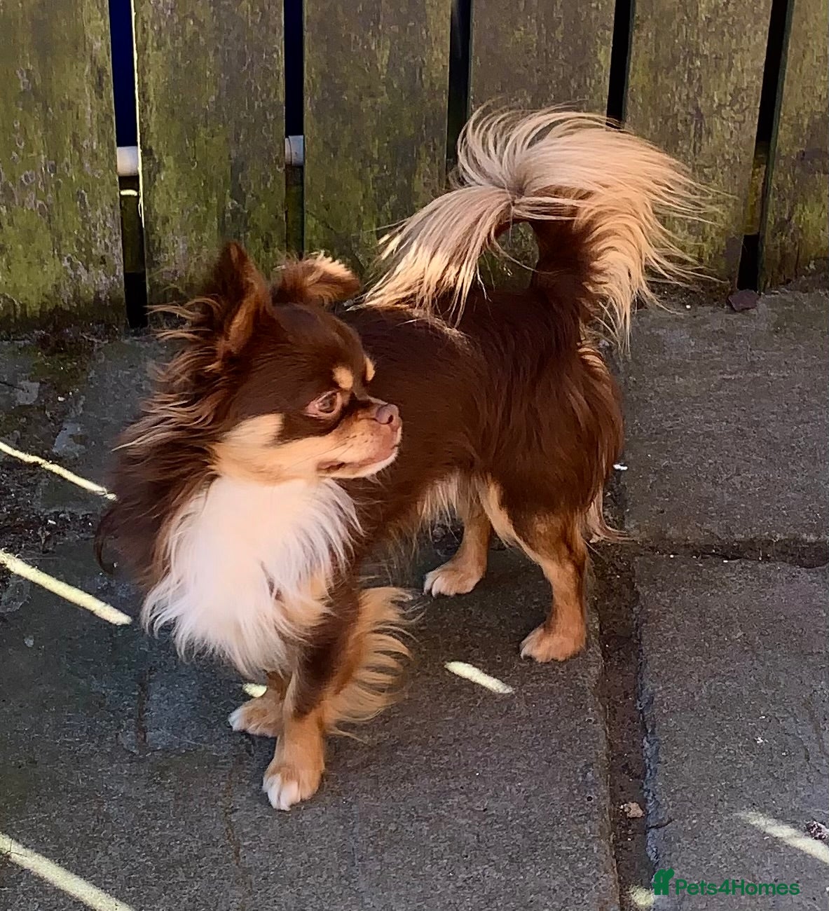 Chihuahua dogs Kc reg chihuahua boy 2 yrs old - Advert 7