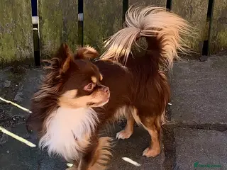 Chihuahua dogs Kc reg chihuahua boy 2 yrs old - Advert 7