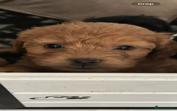 Mixed Breed dogs for sale: final reduction to find forever home  - Image 20