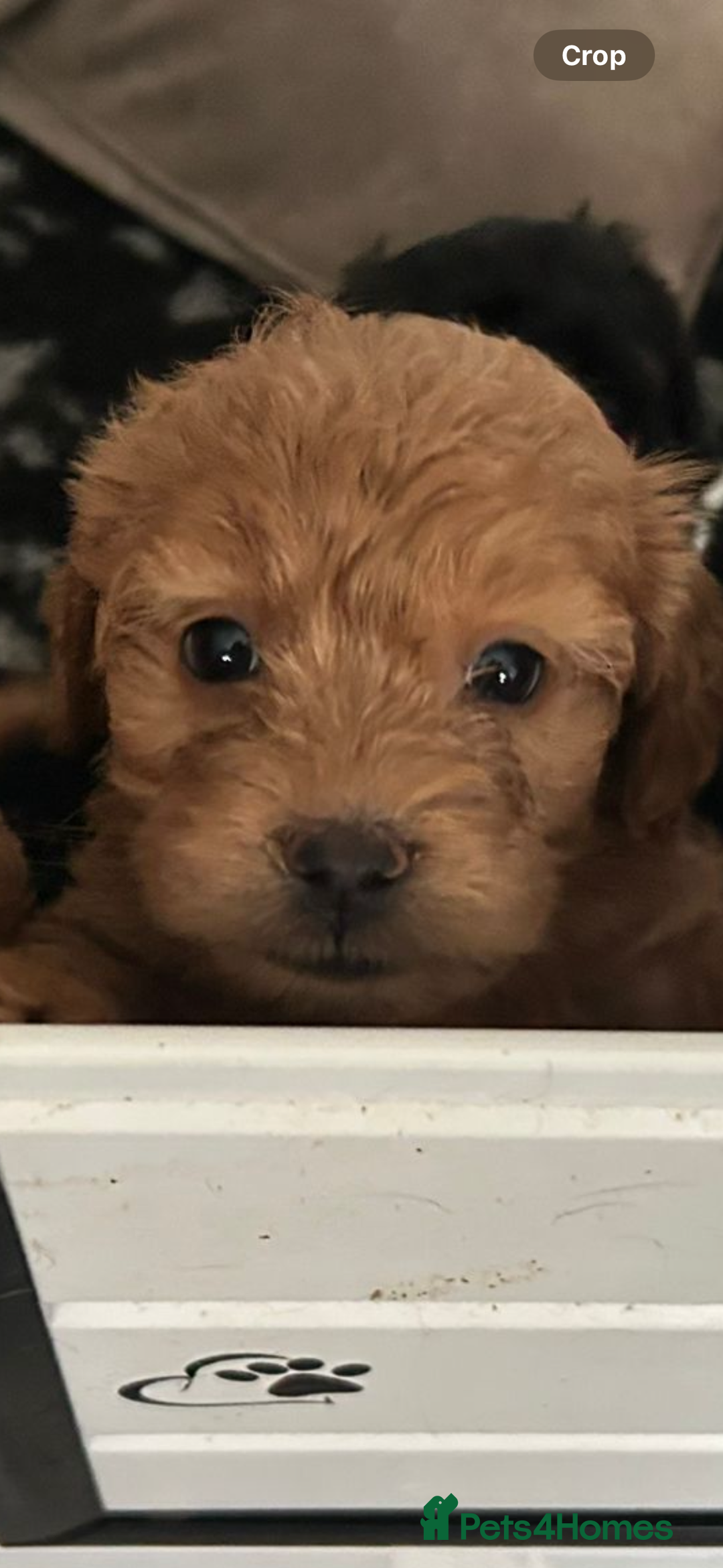 Mixed Breed dogs for sale: final reduction to find forever home  - Image 20