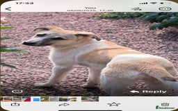 Mixed Breed dogs for adoption: Pumpkin  8 month old Macedonian rescue  - Image 3