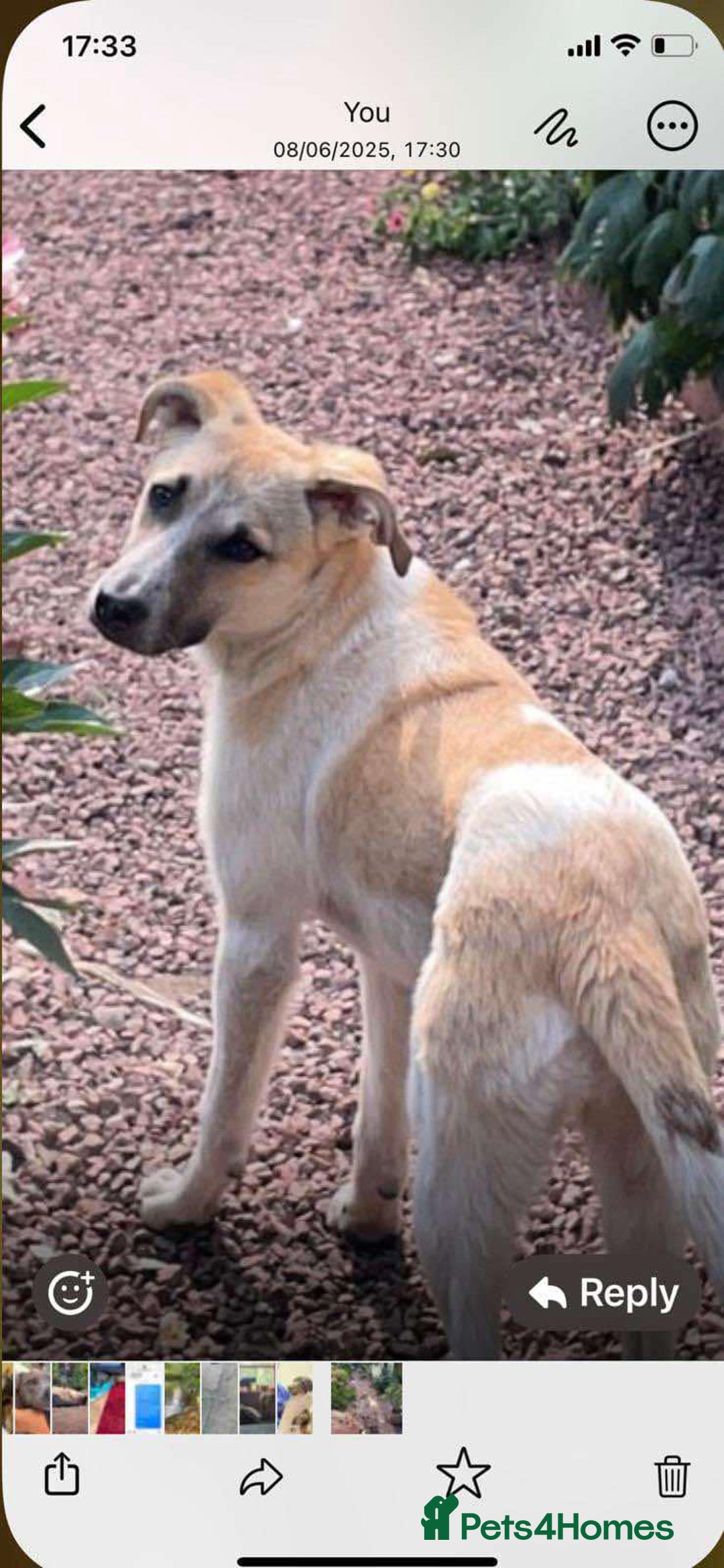 Mixed Breed dogs for adoption: Pumpkin  8 month old Macedonian rescue  - Image 3