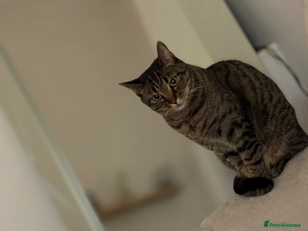 Domestic Shorthair cats for sale: Family cat for rehoming in Hastings - Advert 2