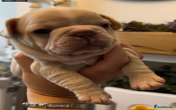 French Bulldog dogs for sale: French Bulldog Puppies - 1 Boy & 3 Girls - Image 4