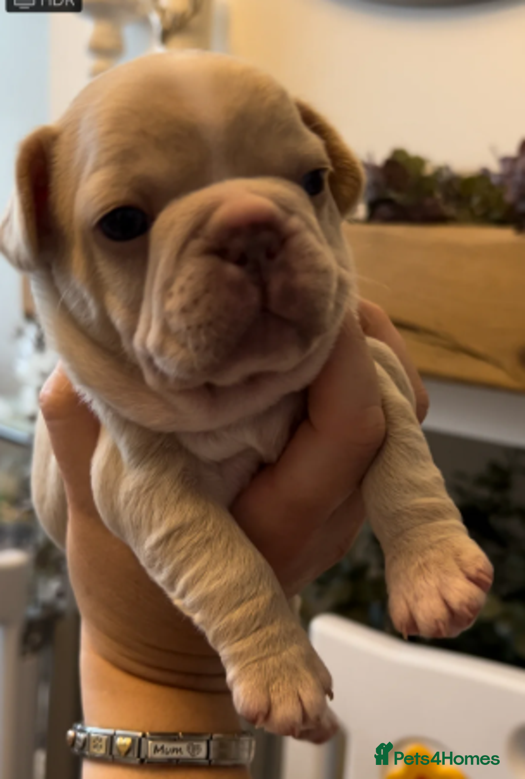 French Bulldog dogs for sale: French Bulldog Puppies - 1 Boy & 3 Girls - Image 4
