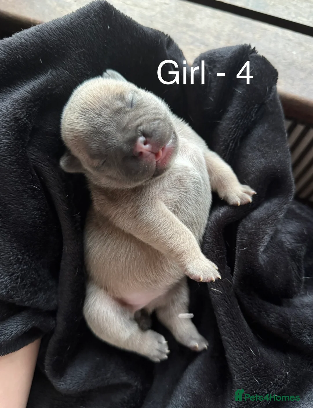 Mixed Breed dogs for sale: Stunning Olde English x French Bulldog Puppies in Milton Keynes - Advert 1