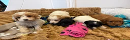 Cockapoo dogs for sale: 🐾STUNNING COCKERPOO F1 REGISTERED BREEDER🐾 - Advert 6