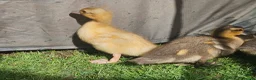 Ducks poultry for sale: 6 call ducklings 2 weeks old - Advert 2