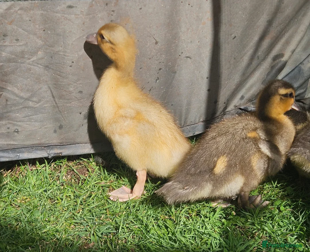 Ducks poultry for sale: 6 call ducklings 2 weeks old - Advert 2