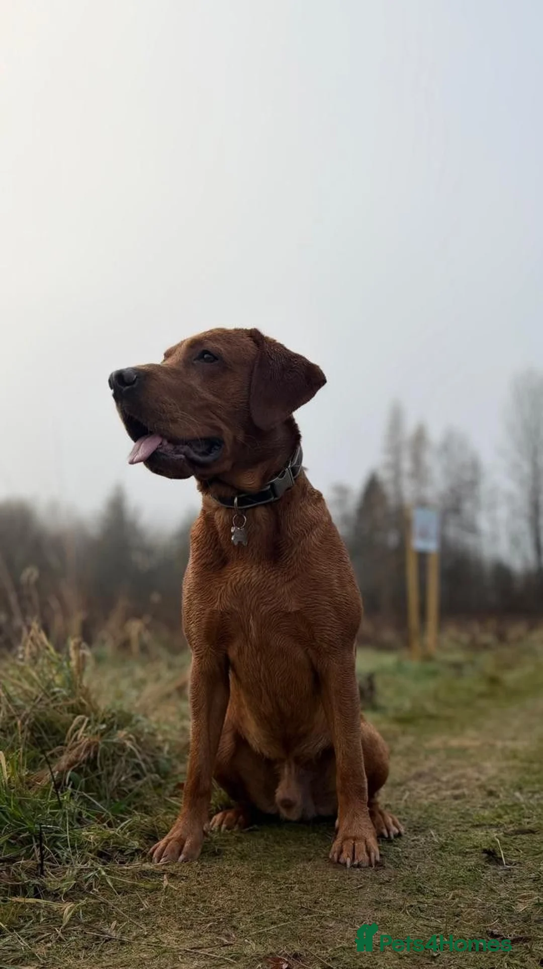 Labrador Retriever dogs for sale: KC Registered Fox Red Lab Puppies Raised Vet’s Hom - Advert 18