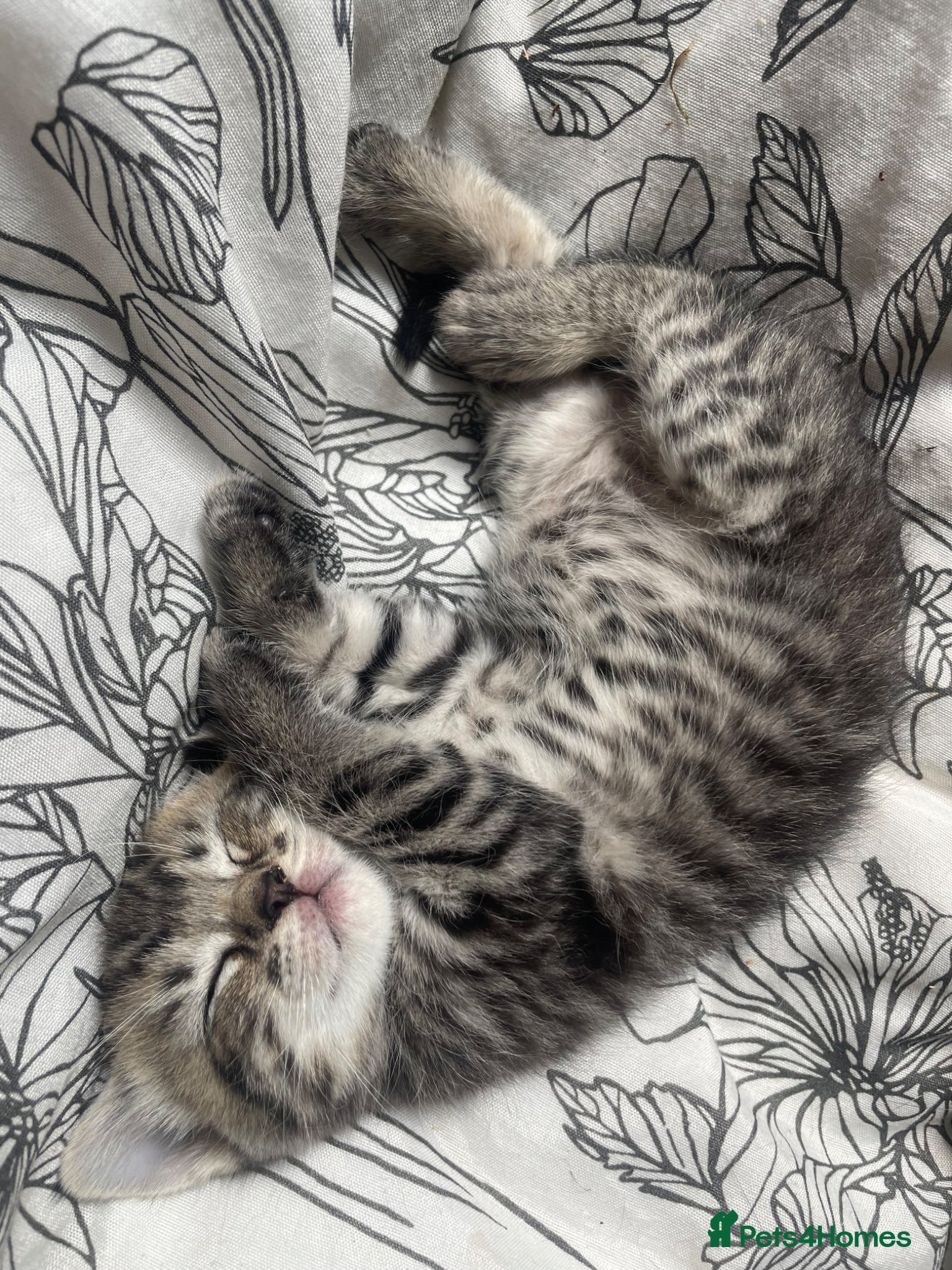 British Shorthair cats for sale: Gorgeous British Shorthair x Bengal kittens in Cheddar - Advert 1