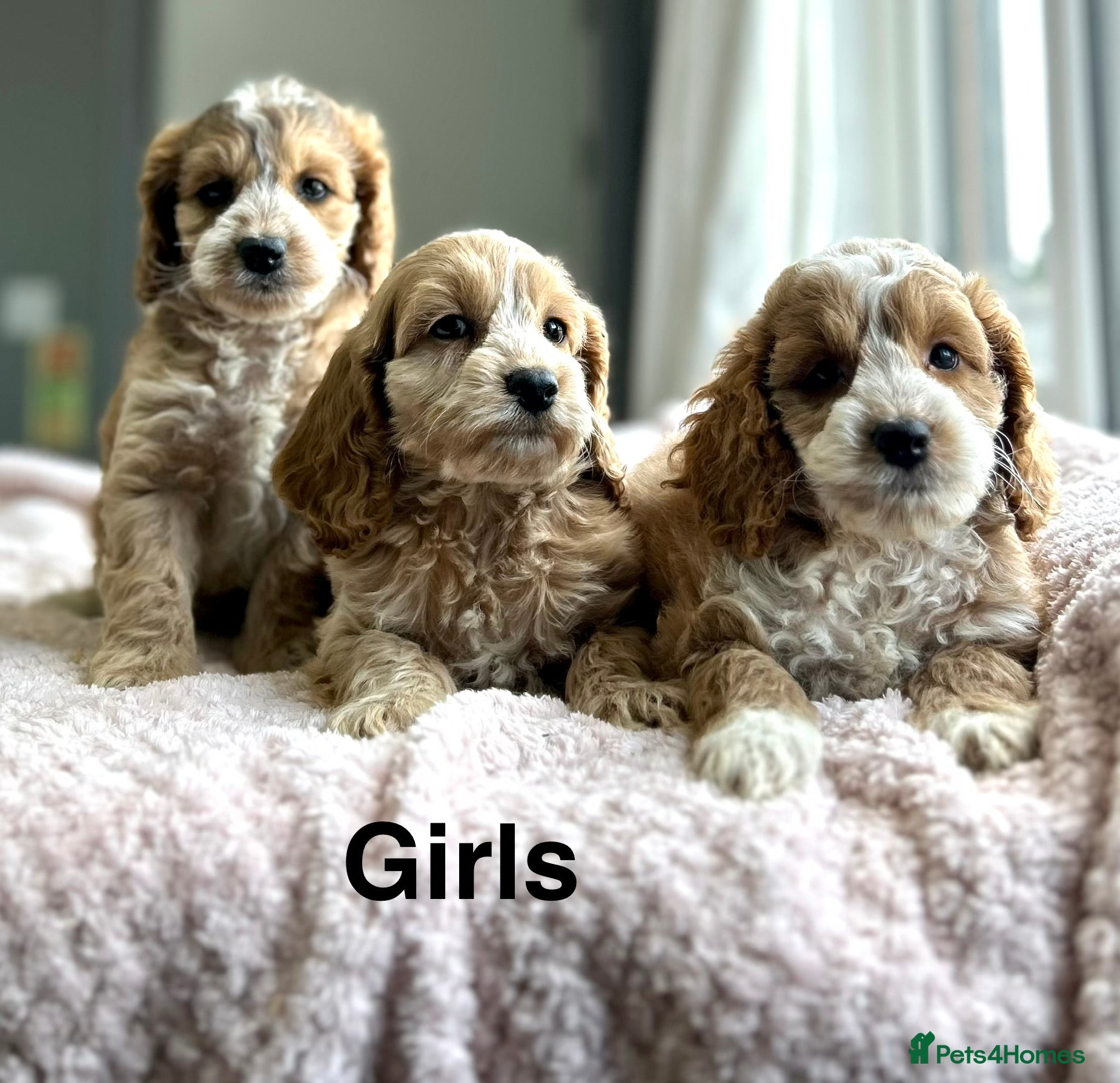 Cockapoo dogs for sale: F1 cockapoos  - Advert 4