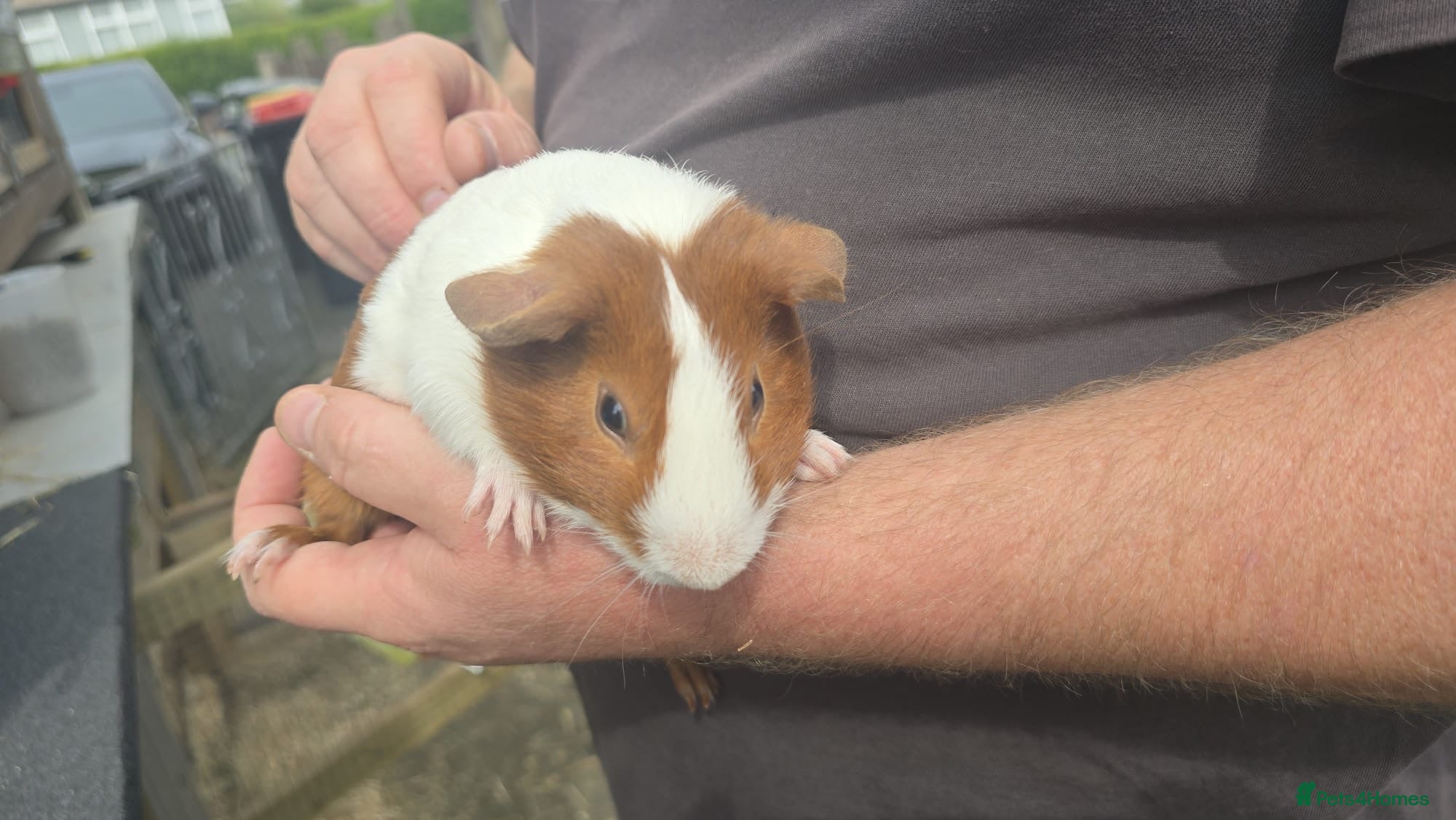 Guinea Pig rodents Young male Guinea pigs - Advert 4