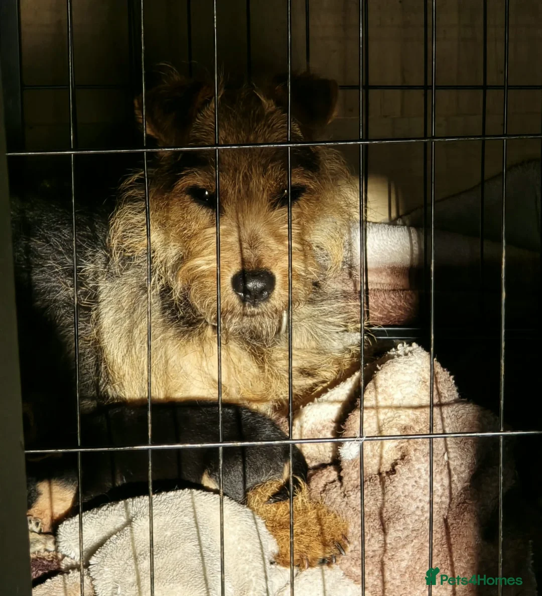 Lakeland Terrier dogs for sale: Stunning Middleton line Lakeland terrier puppies - Advert 2