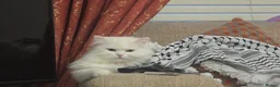 Persian cats for sale: adorable persian kittens in Hemel Hempstead - Advert 8