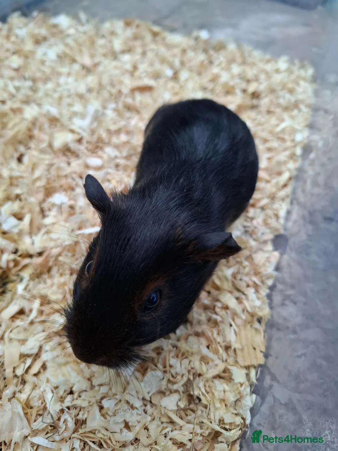 Guinea Pig rodents for sale: Baby Guinea Pig in Wolverhampton - Advert 2