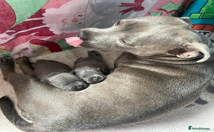 Staffordshire Bull Terrier dogs - Advert 3