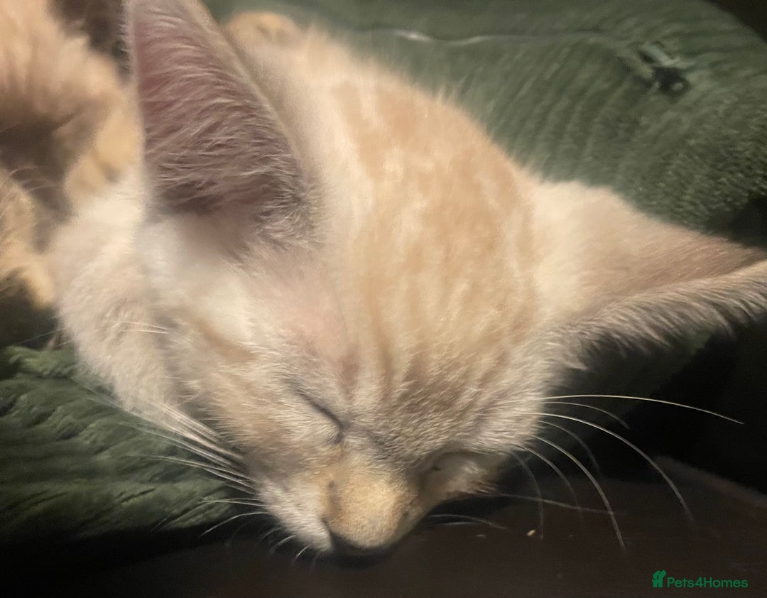 Bengal cats for sale: Part Snow Bengal Kitten - Image 6