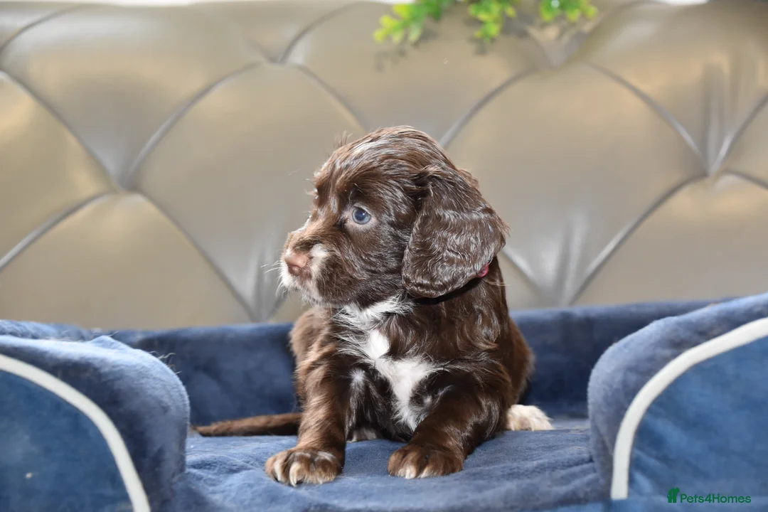Cocker Spaniel dogs for sale: Kc Reg  Cocker Spaniel Puppies Health Tested - Advert 15