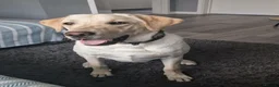 Labrador Retriever dogs for sale: Kc reg 7months old Labrador retriever  - Advert 2