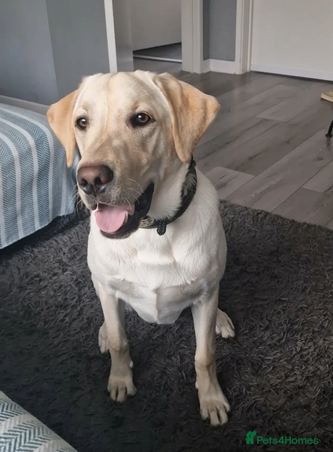 Labrador Retriever dogs for sale: Kc reg 7months old Labrador retriever  - Advert 2